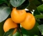 Ефірна олія Апельсину (солодкого) - 1