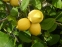 Ефірна олія Лимона - 1