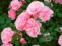 Гідролат Троянди Дамаської, Франція - 1