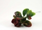 Добавка в букет - гілка лаврового листя (мала), 1 шт - 1