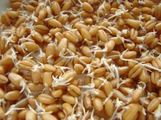 Гідролізат протеїнів пшениці