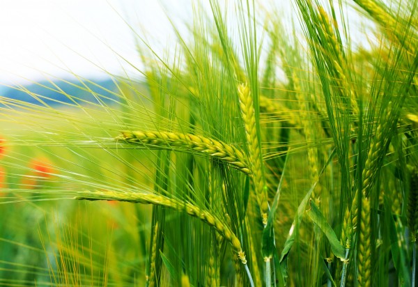Екстракт-концентрат Пшениці