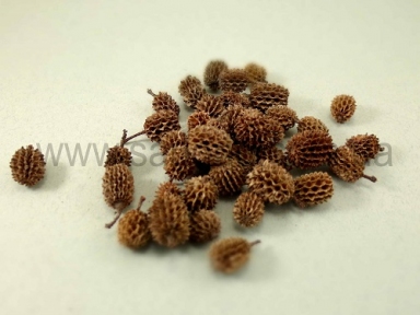 Шишки казуарина (коричневі) - 5009