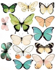 Картинка на водорозчинному папері, Метелики 009 - 1752