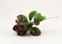 Добавка в букет - гілка лаврового листя (мала), 1 шт